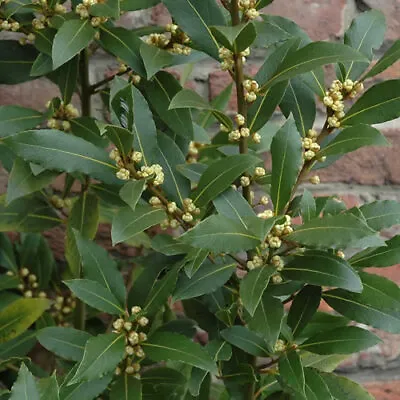 3 X Laurus 'nobilis' Evergreen Aromatic Shrub Bay Laurel Tree Hardy Herb Plant • £15.99