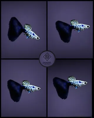 1 Male - Galaxy Blue Tail-Live Aquarium Guppy Fish High Quality • $14