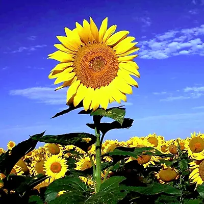 60+ Mammoth Russian Grey Stripe Sunflower Seeds  Brooklyn Botanical Garden Club  • $3.88