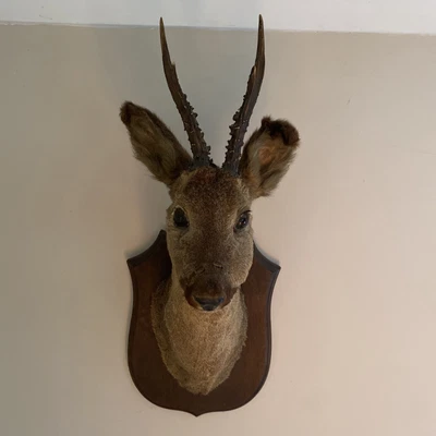 £150 • Buy Taxidermy Roe Deer Head With Antlers Mounted 