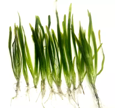 £8.95 • Buy 10x Vallisneria Spiralis  Straight   Vallis Live Aquarium Aquatic Plants