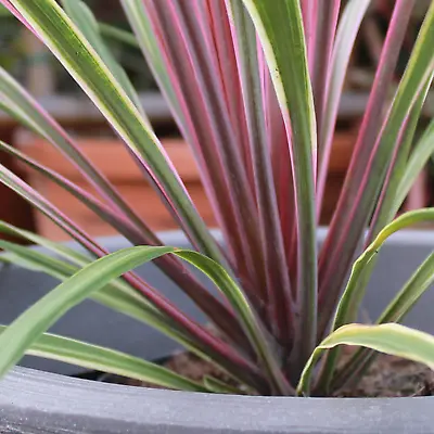 Cordyline Australis 'Can Can' Cabbage Palm Evergreen Garden Shrub | 9cm Pot • £11.99