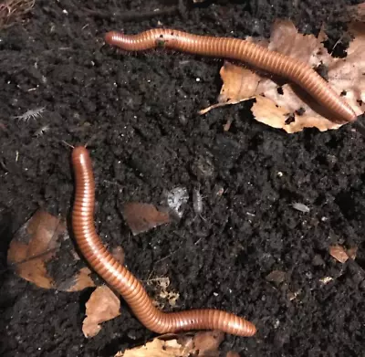 Giant Orange Millipedes Subadult/Adult 20cm+ CB23 Bioactive Terrarium Inverts X1 • £23.99