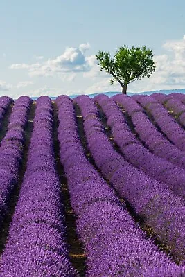 Lavender – Lavendula Angustifolia – Provence Blue F1 Fragrant - UK • £1.99