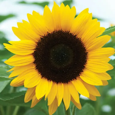 Sunflower Seeds | For Planting Huge Sun Flowers Grow Black Oil Mammoth Seed 2024 • $2.95