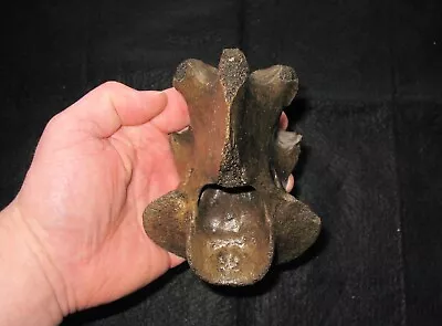 Pleistocene Steppe Bison Ice Age Mammal Fossil Vertebra Excellent Display (#3) • £35