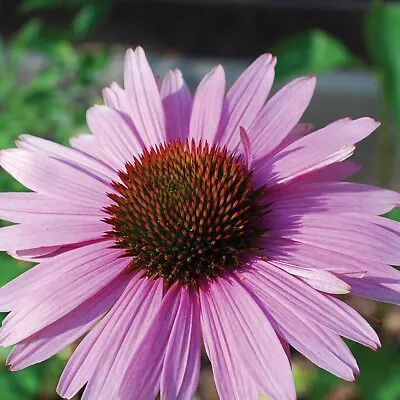 T&M Echinacea Primadonna Rose Garden Flowering Patio Patio Hardy Perennial Plugs • £11.99