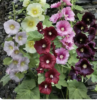 50 Giant Hollyhocks Seeds PerennialsMixed Colours Large Bright Flower Lot 1 • £2.50