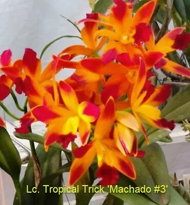 $25 • Buy Orchid Plant 0351. Cattleya Tropical Treat ;'Machado #3' Nice Mericlone In 100mm