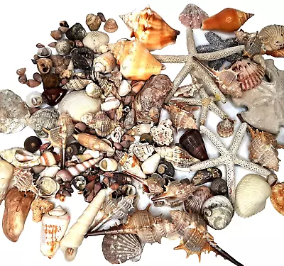 Huge Lot Of Seashells Starfish Scallop Conch Murex Periwinkle Sand Dollar & More • $44.99