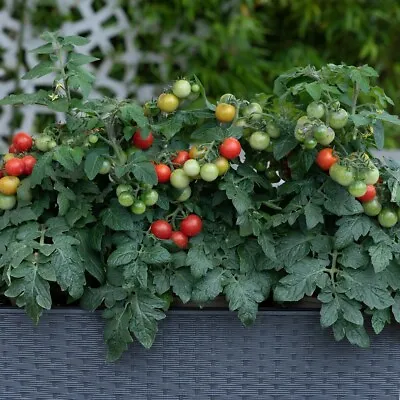 Cherry Tomato 'Veranda Red'. Plug Plant X 5. Grow Your Own Tomatoes Sweet Taste • £8.95
