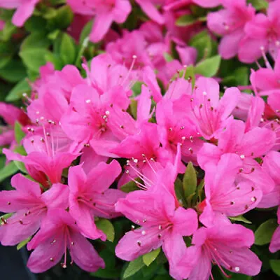 1 X Azalea 'geisha Pink' Japanese Evergreen Shrub Hardy Plant In Pot • £9.99