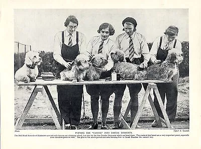 £6.50 • Buy Dandie Dinmont Terrier Kennel Girls Grooming Dogs Old Print Page From 1934
