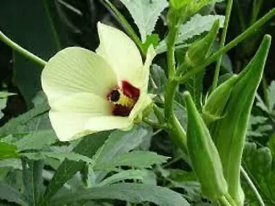 10 Seeds Okra Ladies Finger Clemson Spineless HIGH YIELD  (NOT POSTED TO WA&TAS) • $3