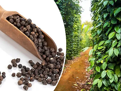 20 Black Peppercorn (Piper Nigrum) Vine Seeds Medicinal - USA Seller FREE SHIP • $4.95