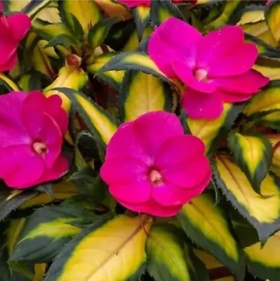 Sunpatiens ‘compact Tropical Rose’ Live Plant! • £3.86