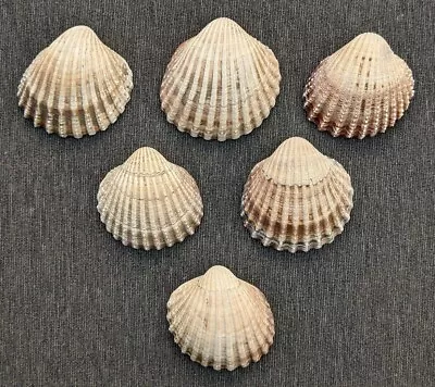 6x Large Natural Cockle Beach Sea Shells Craft Wedding Decor Aquarium Fish Tank  • £4.99