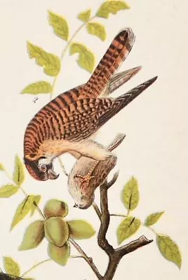 Audubon Bird Print 1890 Antique Original Lithograph 6X9 Broad-Winged Hawk • $12.25