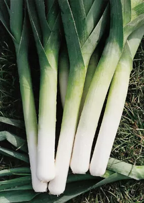 Leek Plug Plants  Grow Your Own  Vegetables 'Ready To Plant Now' Young Plants • £44.99