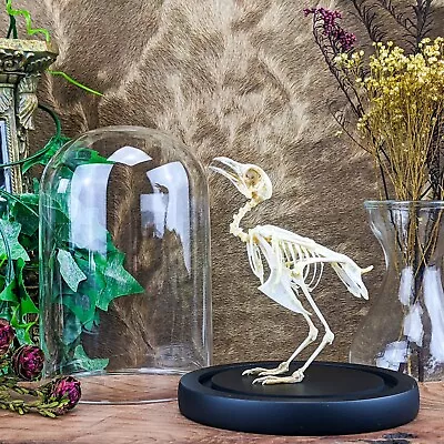 H5d Quail Bird Skeleton Decor TAXIDERMY Oddities Curiosities Turnix Suscitator • $139.99