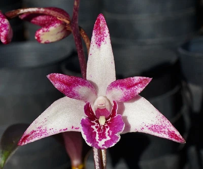 $16 • Buy Orchid -Dendrobium Snugglebear 'Tom'