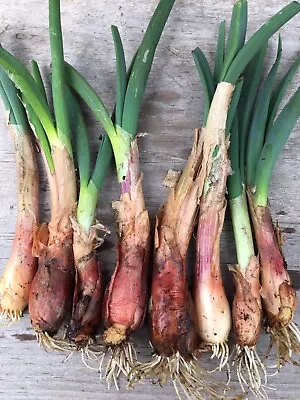 10 Organic Catawissa Egyptian Walking Onions Bare Root Live Plants Zone 3-10 • $14.95