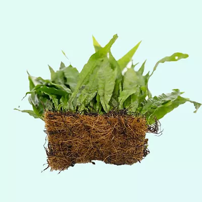 BUY 2 GET 1 FREE Java Fern Mat (Microsorum) On FULL Mat Live Aquarium Plants • $19.79