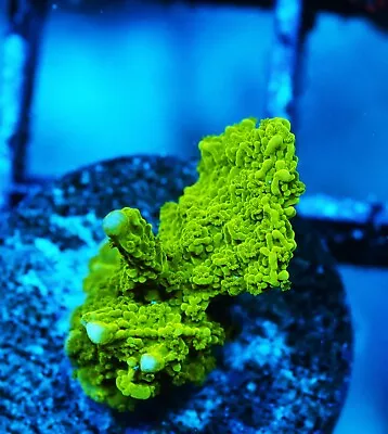 Branching Green Montipora Zoanthids Paly Zoa SPS LPS Corals WYSIWYG • $4.99
