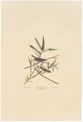 $100 • Buy Audubon Amsterdam Ed Double Elephant Folio Lithograph Pl 28 Solitary Flycatcher
