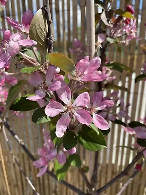 Malus Royal Raindrops Crabapple Tree 140-160cm (5ft) 9L Plant • £47.99