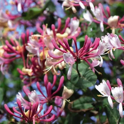 T&M Honeysuckle 'Belgica' Lonicera Fragrant Hardy Shrub Deciduous Climber 1.7L • £24.99