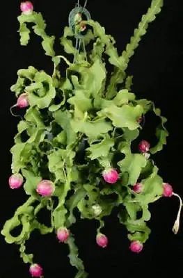 Epiphyllum Guatemalense Monstrose  CURLY LOCKS  Cacti Cactus Plant Seed 20 SEEDS • $8.99