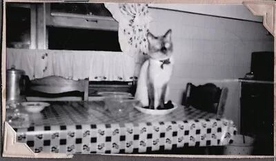 Vintage Photograph 1950's Siamese Cat/kitten Kitchen Jacksonville Florida Photo • $4