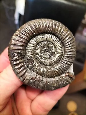  DACTYLIOCERAS Sp AMMONITE WHITBY YORKSHIRE UK DINOSAUR FOSSIL • $11.18