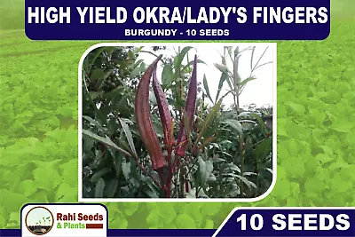 High Yield Okra/Lady's Fingers - BURGUNDY - 10 Seeds • $4.25