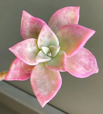 Graptopetalum Purple Haze Succulent Cutting X 1 • $5