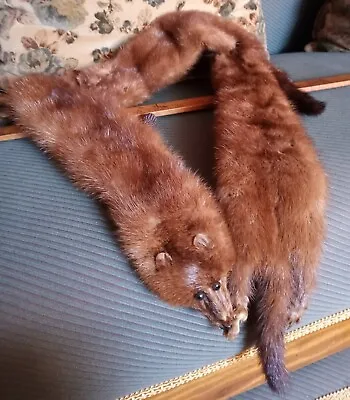 Vintage Taxidermy Mink Fur Stole Collar Head & Feet With Tail 41 Inches Long • $34
