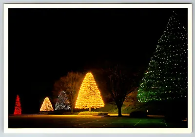 Continental Longwood Gardens Christmas Tree Lane Vintage Postcard • $4.99