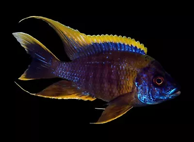 Aulonocara Sp. Lwanda ** Malawi Cichlid **  Peacock Cichlid • £9.99