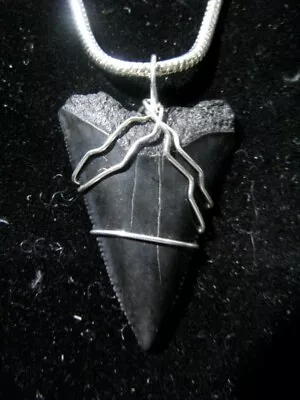 White Shark Tooth On Silver Snake Chain • $125