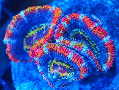 Cornbred's Rainbow Panther Chameleon Acan - Frag - LIVE CORAL • $74.99