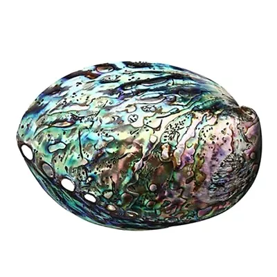 Natural Abalone Peeled Conch For Cleaning Smudging Art • £14.38