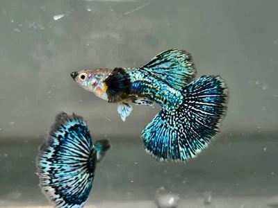 $25 • Buy 1 Pairs Live Guppy Fish - Green Dragon - High Quality