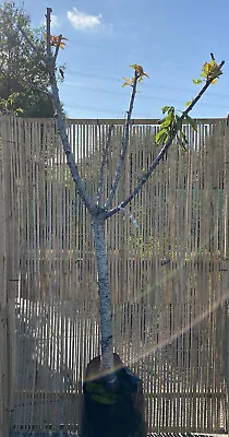 Prunus Cherry Sweetheart Half Standard Tree 36L 2.5m Plant (p&p Included) • £79.99