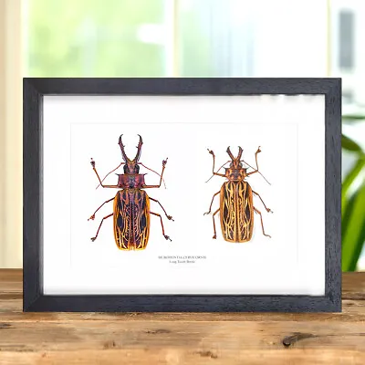 Sabertooth Longhorn Beetle Male & Female Pair In Box Frame (Macrodontia Cervicor • $421.81