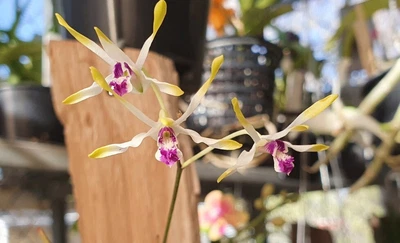 $20 • Buy Native Orchid Species Dendrobium Canaliculatum  Var Foelschii X Sib 