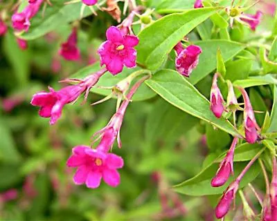 £9.95 • Buy Jasminum Beesianum Pink Jasmine Flowers 9cm Pot, Climbing Plant, Scented Flowers
