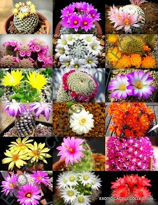 COLOR MAMMILLARIA MIX Exotic Cacti Rare Cactus Plant Seed 100 SEEDS • $8.99