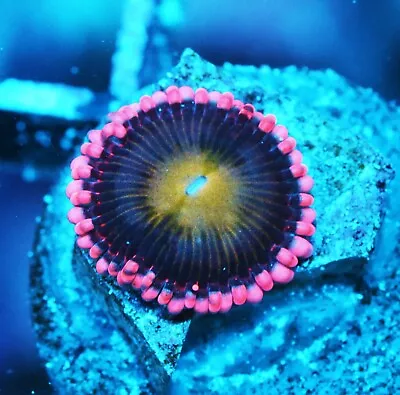 Bloody Mary Paly Zoanthids Paly Zoa SPS LPS Corals WYSIWYG • $4.99