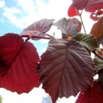 £8 • Buy PURPLE HAZEL TREE Corylus Maxima Purpurea